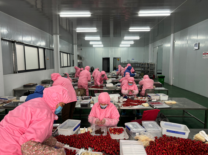 劉杜鎮山楂加工產業升級 高端糖葫蘆年產1500噸，打造初級農產品精深加工新標桿